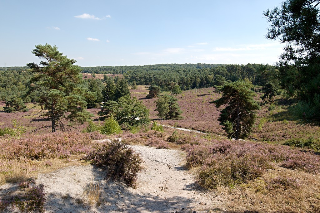 Brunssummerheide heide hei natuurgebied natuurmonumenten natuur recreatiegebied hdr limburg heidelandschap landschap sterrenwacht